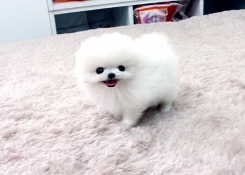Perfect Male  and Female Pomeranian Puppies available