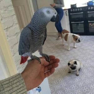 Lovely African Grey Parrots for sale