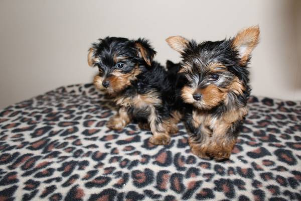 Super Cute Tiny Yorkie Puppies