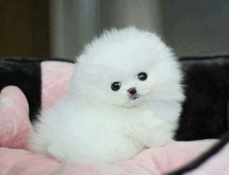 Charming Male  and Female Pomeranian Puppies available