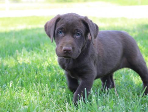 Labrador Retriever Puppies