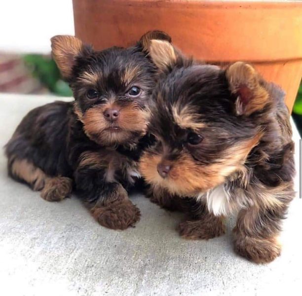 Teacup yorkie puppies for sale