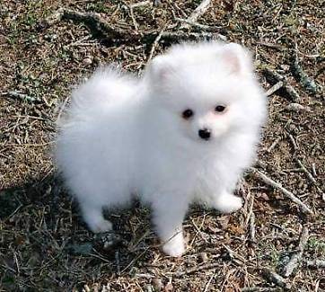 Teacup pomeranian puppies  719) 982-8517