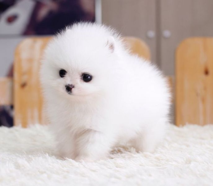 Male and female Pomeranian puppies 