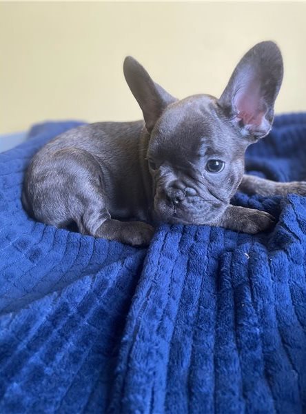 Cute French bulldog Puppies for sale