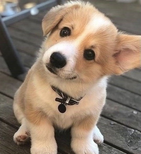 Stunning quality Pembroke Welsh Corgi puppies 