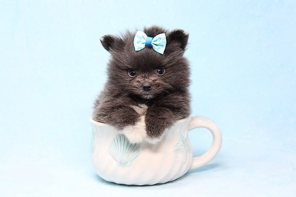 Teacup Pomeranian Puppies Available (719) 982-8517