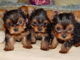 Free Beautiful gorgeous yorkies puppies not for sell free)