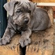 Cane Corso puppies