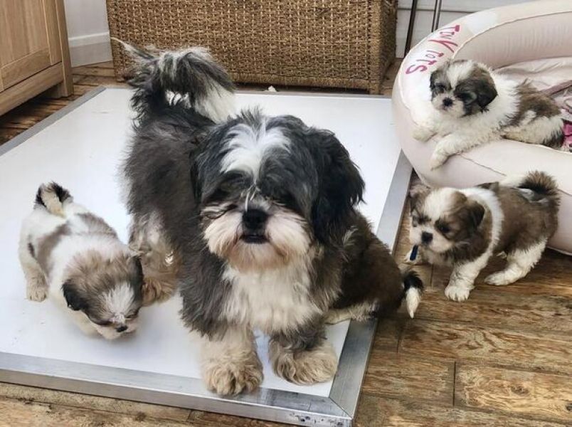 Beautiful Shih Tzu Babies