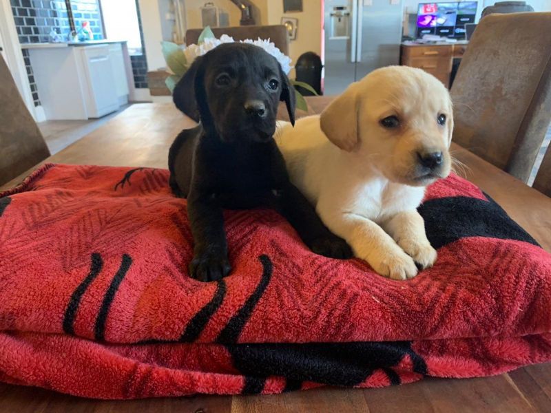 Adorable outstanding Labrador Retriever PuppiesText or call(828)357-7118 