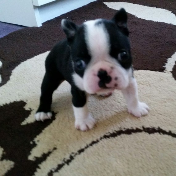 Amazing Boston Terriers puppies for new homes!!
