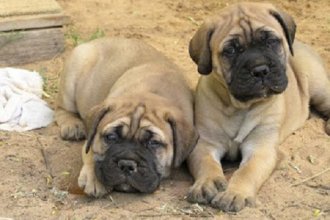 Charming mastiff puppies for sale with all shots