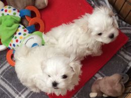 Lovely Maltese puppies ready for adoption .