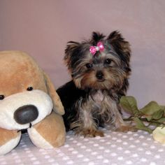 YORKIE PUPPIES AVAILABLE FOR SALE...Email or text.7707568621