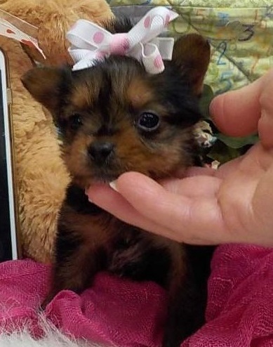 Beautiful Teacup Yorkie puppies For sale (410) 403 3699