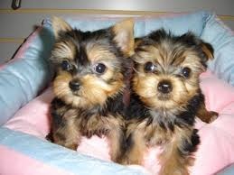 Teacup Yorkshire Terrier puppies