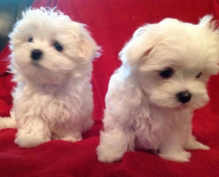 Micro Tiny Maltese Puppies for sale