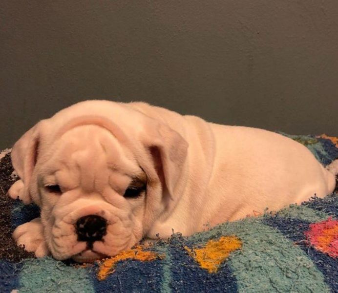 Charming English bulldog available for adoption call and text 304-306-2175