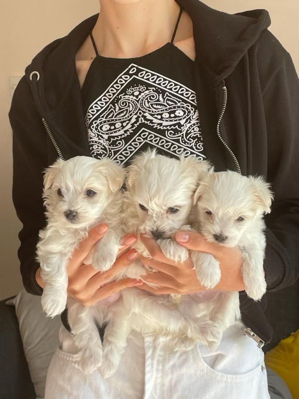 Awesome T-Cup Maltese Puppies Available