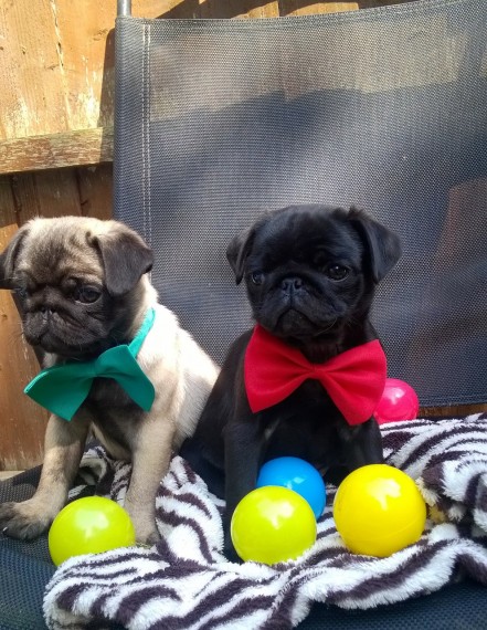 Stunning Pug Puppies Available
