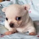 Chihuahua Puppy