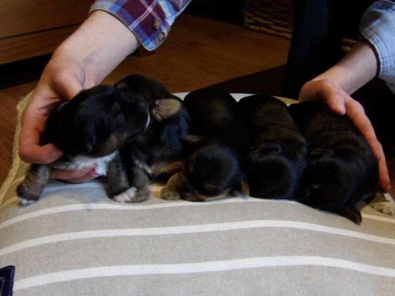 Yorkshire terrier needs new home.