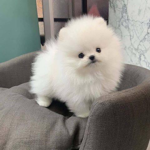 Affectionate Teacup Pomeranian Puppies for sale