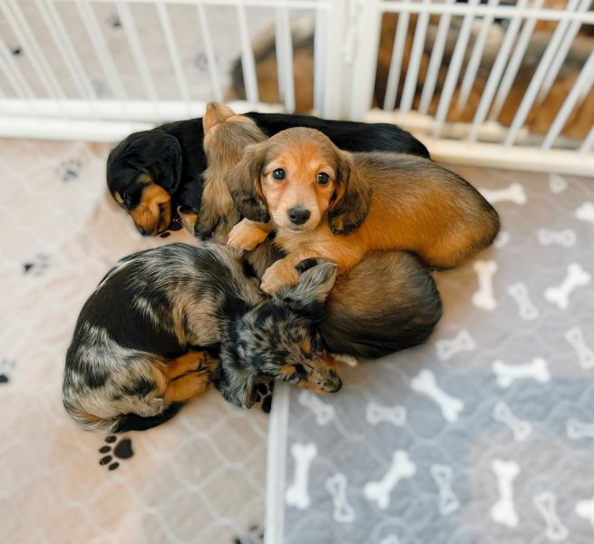 Dachshund puppies 213-267-2042