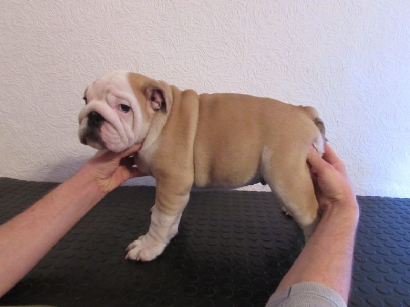 Akc registered bulldog puppies,