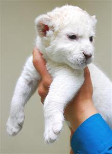Well Tamed Cheetah cubs,Tiger Cubs and Fennec Fox For Sale