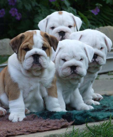 Affectionate English Bulldog Puppies
