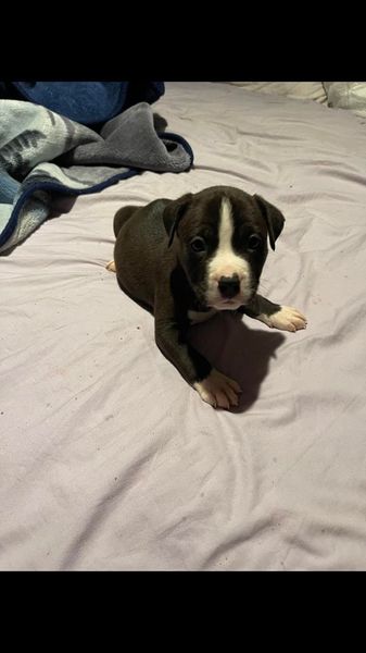 Pitbull puppies for adoption