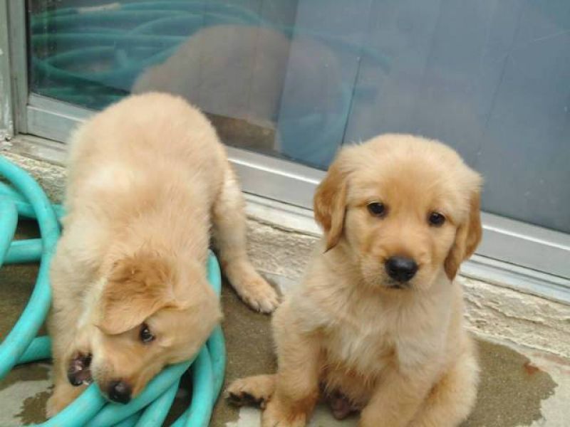 Excellent Golden retriever puppies...