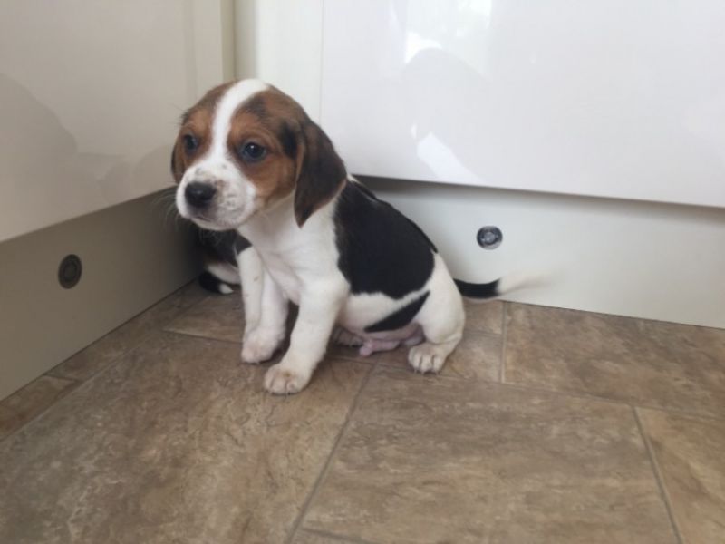 Stunning tri-coloured beagle puppies
