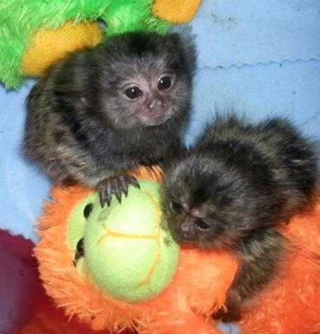 Pygmy Marmoset Monkeys For Adoption 