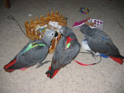 african grey parrots for sale 280euro.>>