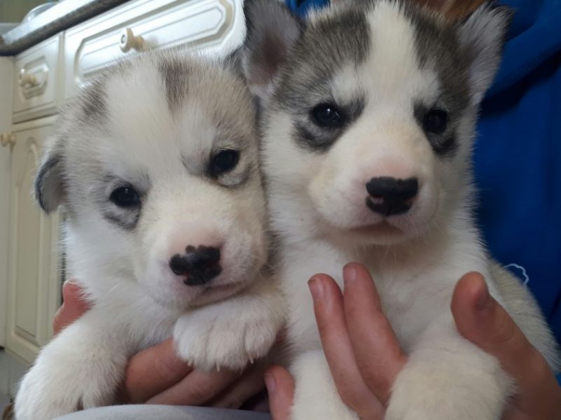  Registered Pedigree Siberian Husky Puppies