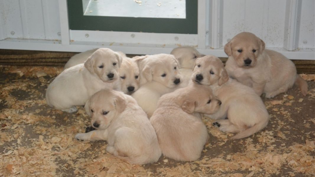 Golden retriever puppies for sale with all shots