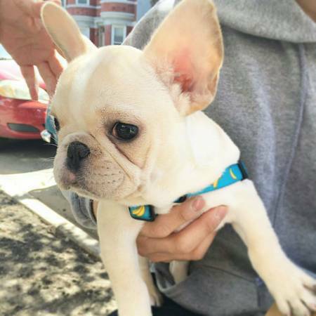 Akc French bulldog puppies for sale 