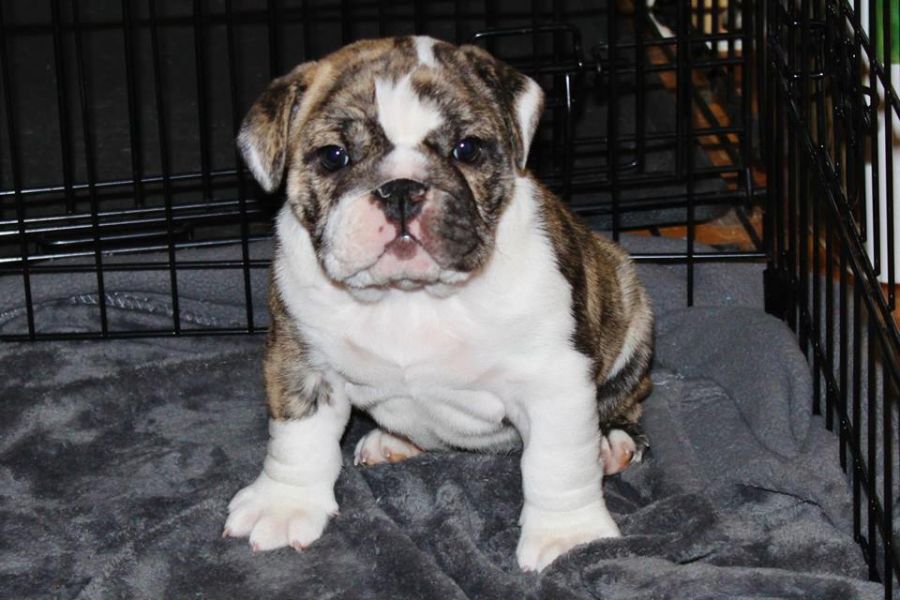 Home trained Beautiful Female english bullies puppy puppies