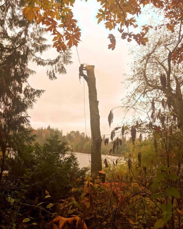 Pacific Arboriculture