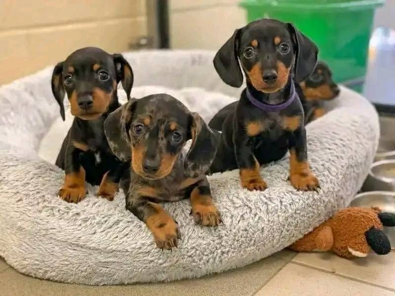 213-267-2042 Outstanding miniature dachshund puppies