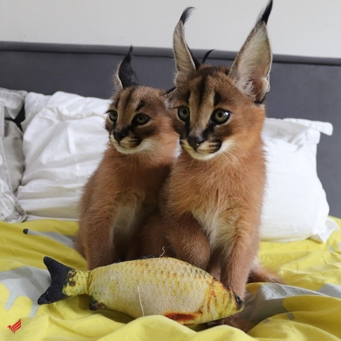  Lovely Caracal Kittens for Sale 
