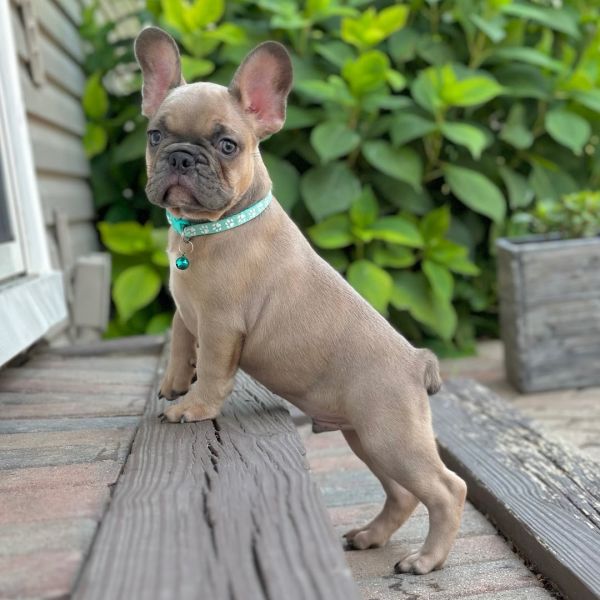  French Bulldog puppies for adoption