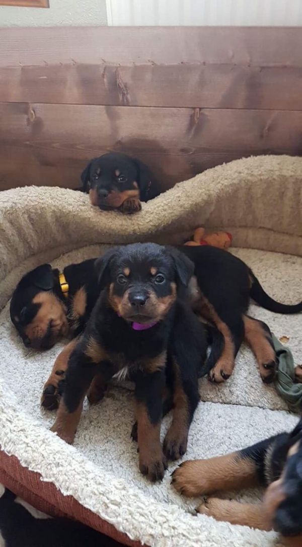 Cute Rottweiler puppies for sale with much love 