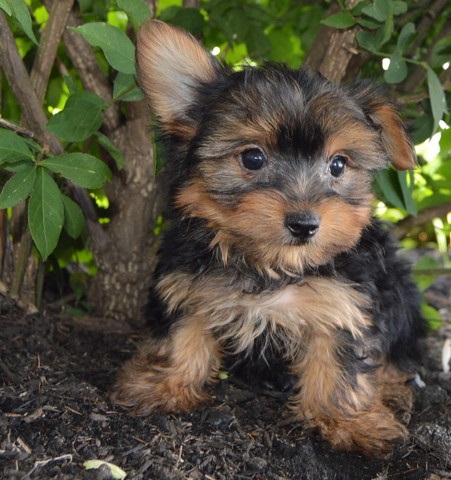  free YORKIE  Puppies for a Good Home TEXT ONLY (971) 599-12O8