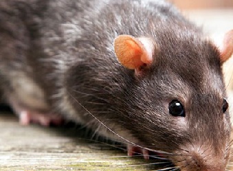 Rodent Control