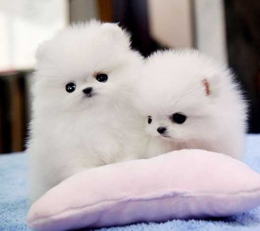Lovely Male  and Female Pomeranian Puppies available