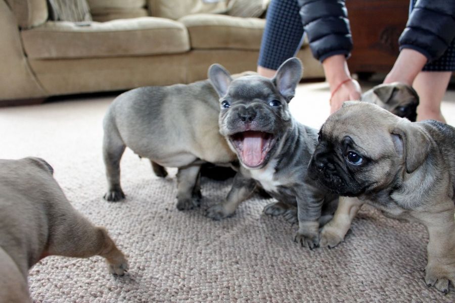 Very cute puppies for sale